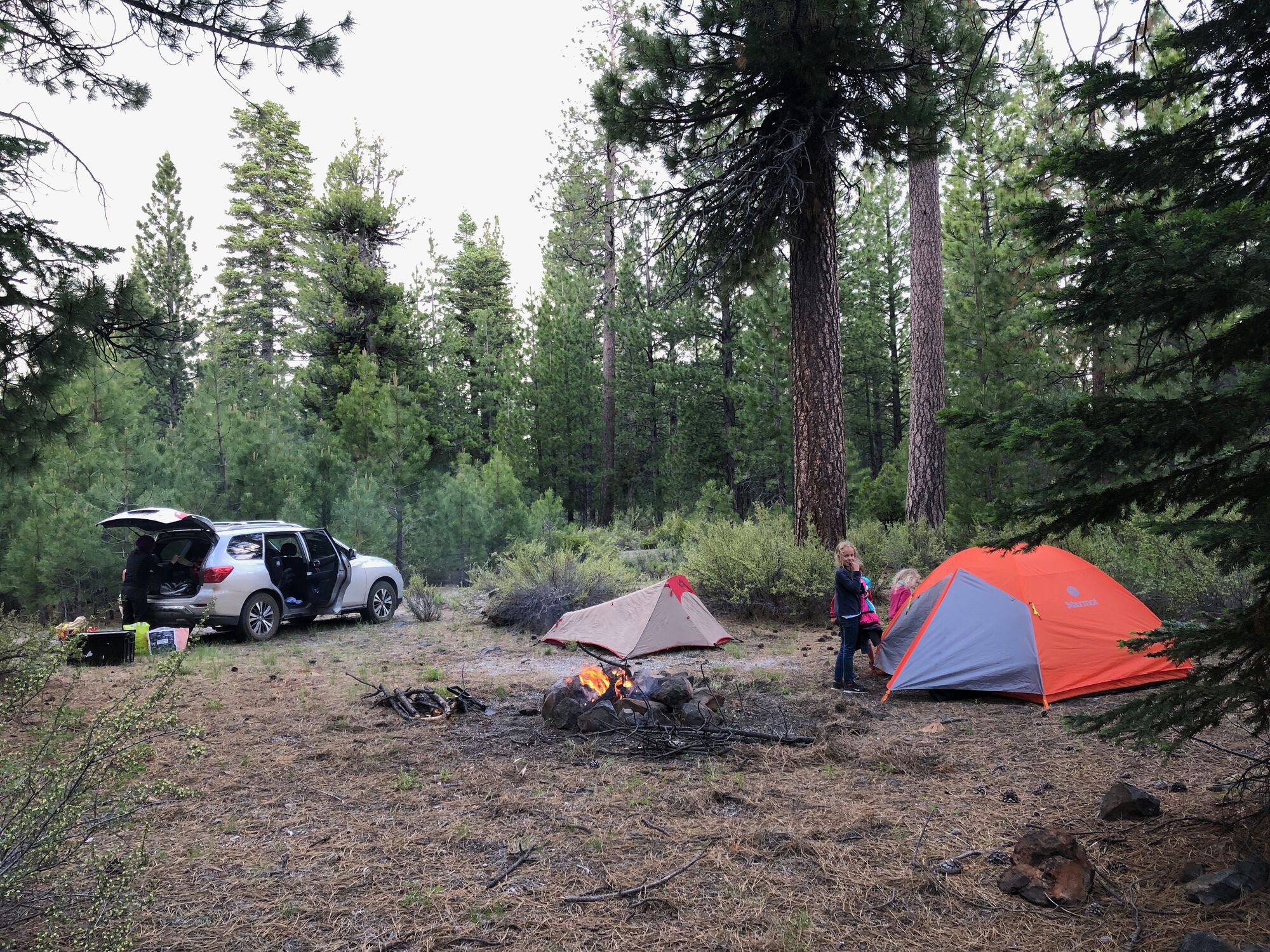 Modoc forest