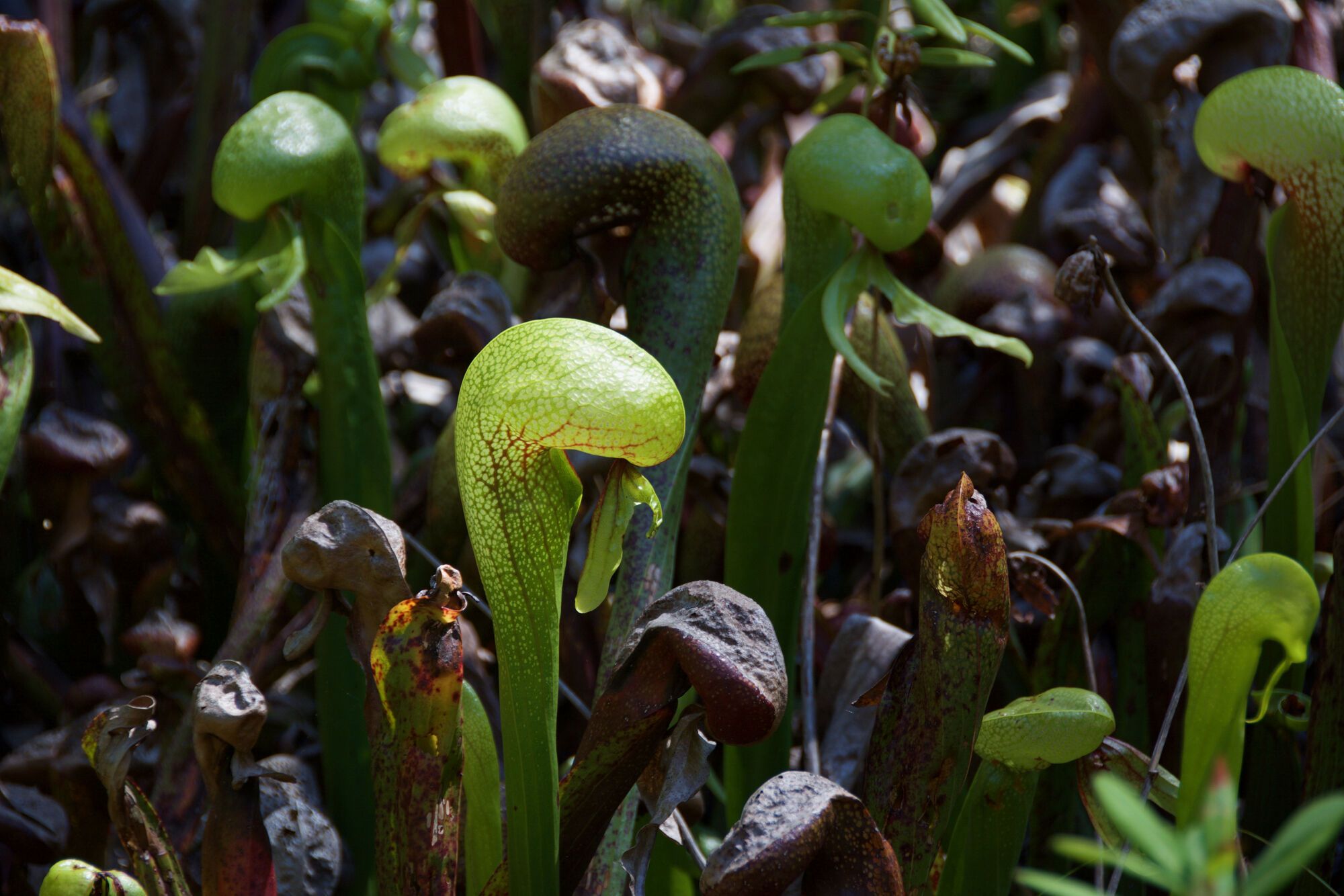 Darlingtonia California