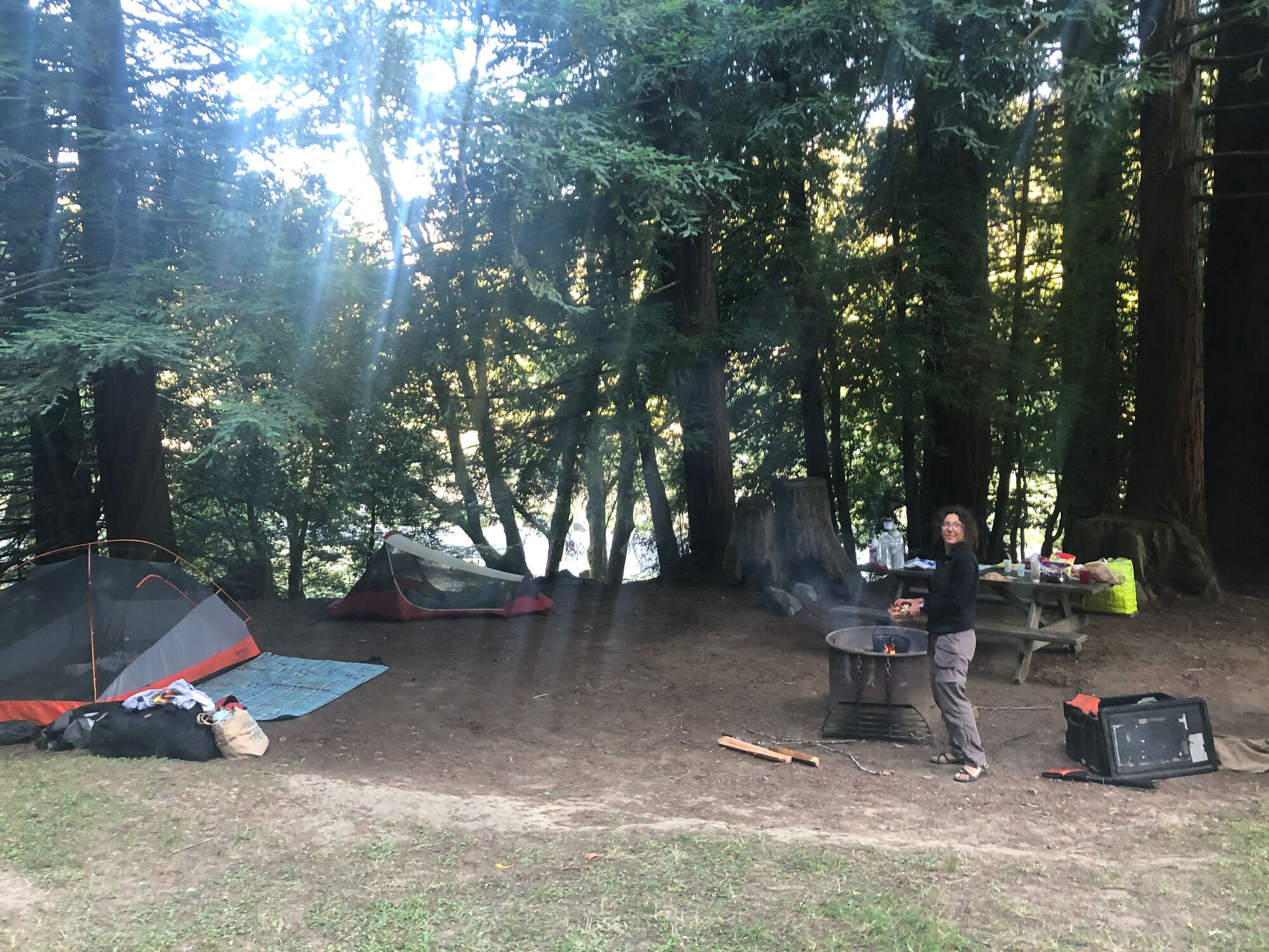 Humbolt Redwoods