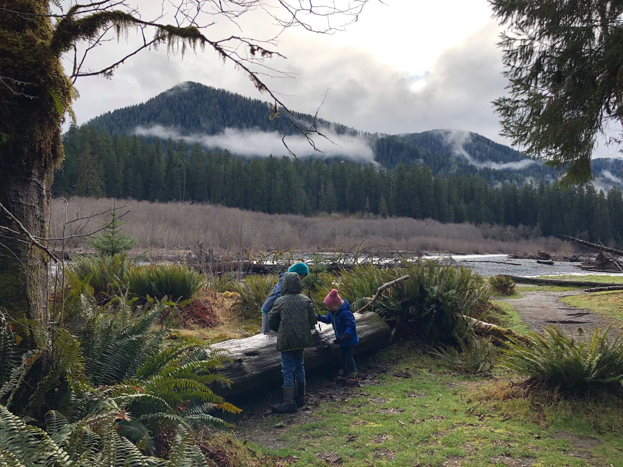 Hoh rainforest