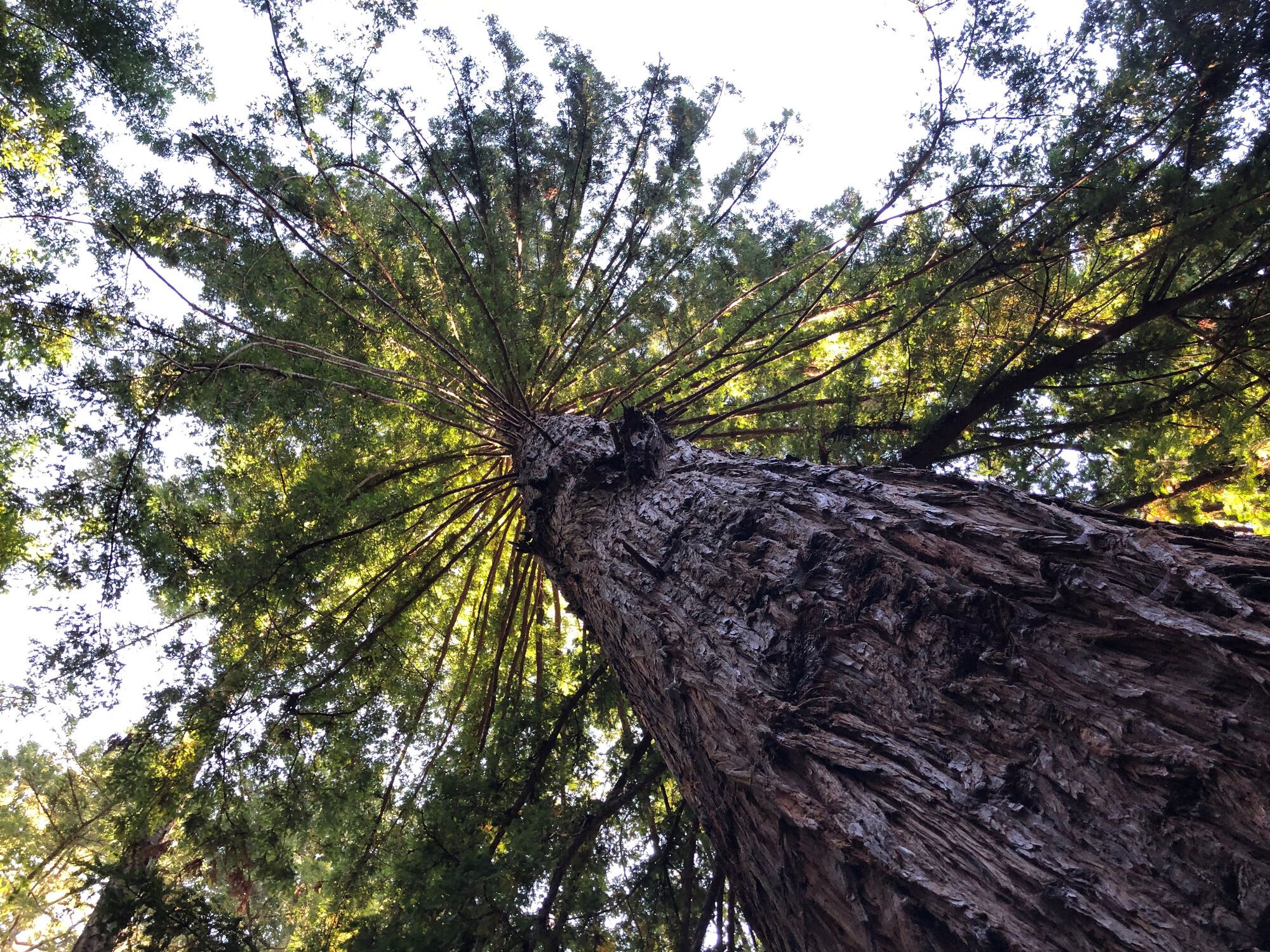 Butano State Park