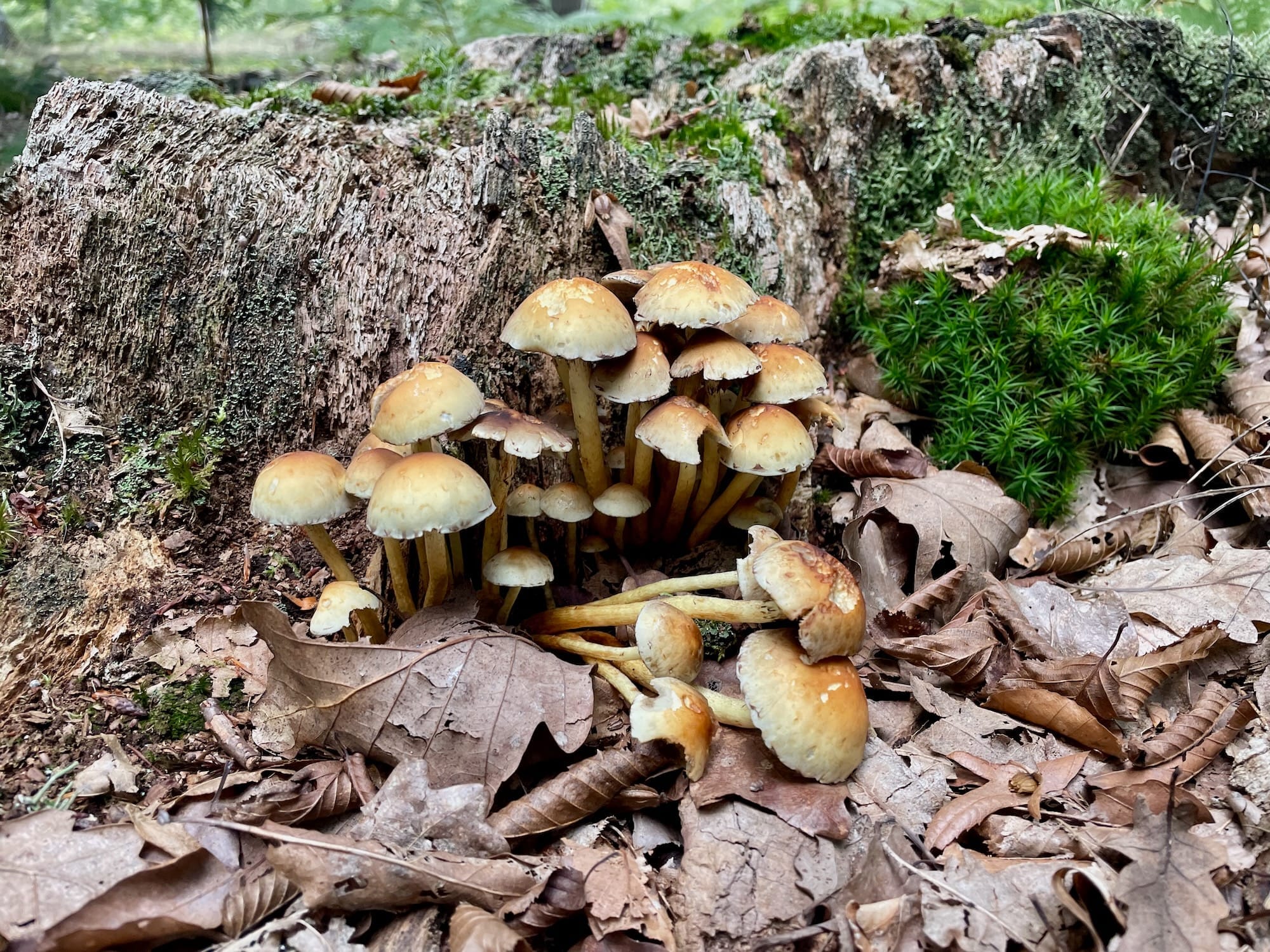 Chasse aux champignons