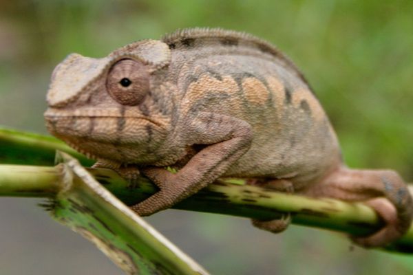 Rencontre avec un Caméléon