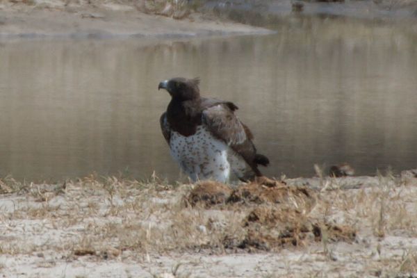 Les oiseaux de Savute
