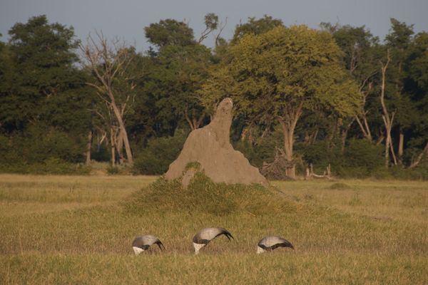 Les oiseaux de Khwai