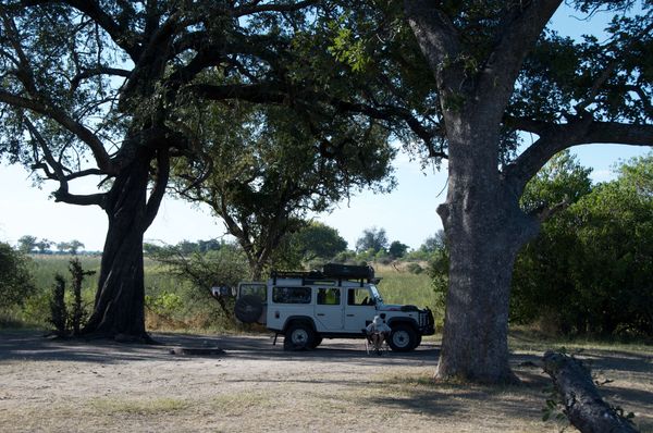 Auprès de mon arbre