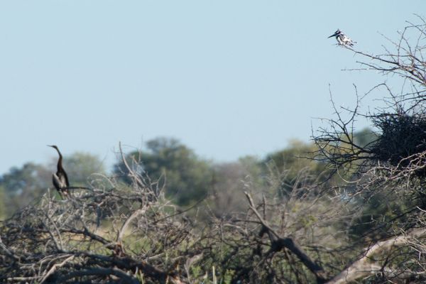 Les oiseaux aquatiques de Third Bridge