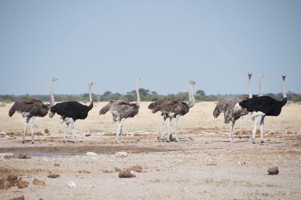 Les oiseaux de Nxai