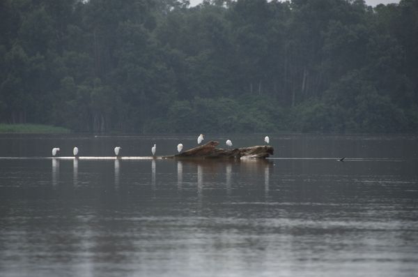 Oiseaux du Kouilou