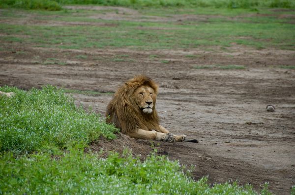 La sieste des lions