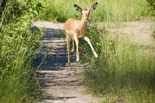 Bwabwata national parc