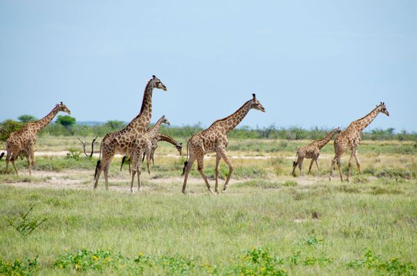 Retour à Etosha