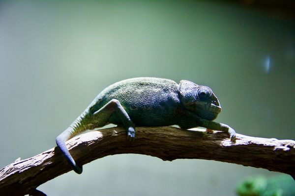 Zoo de Vincennes